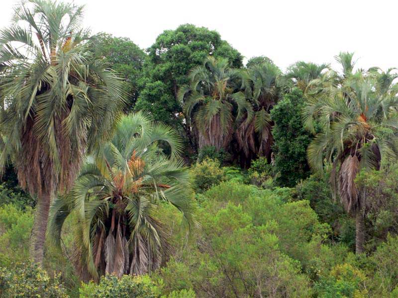 معرفی و راهنمای پرورش درختان میوه - نخل ژله ای کرکی